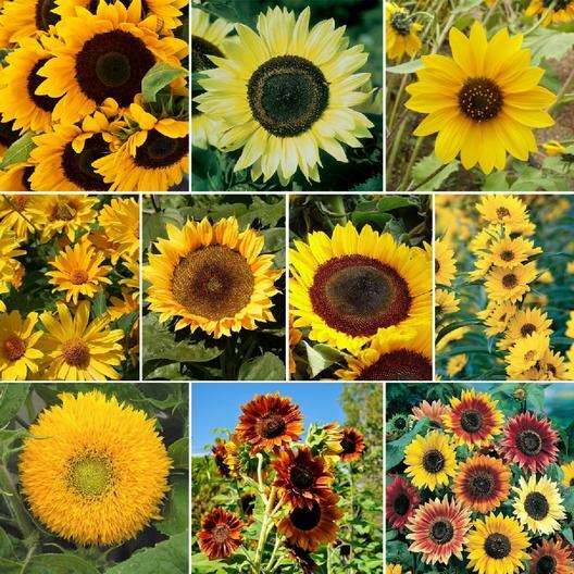Sunflower SUNNY Mix Landscaper's Pack Bulk Non-GMO Hummingbirds 250 Seeds!