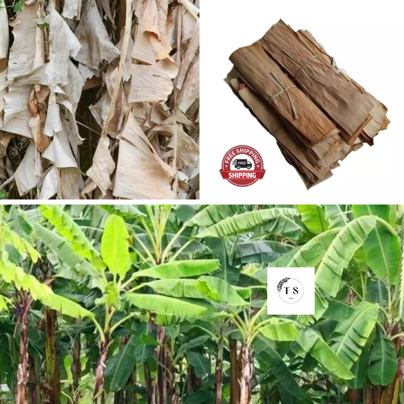 Dried Natural BANANA LEAVES Fish Aquarium Shrimp Cleaning Pet Supplies 30+ pcs