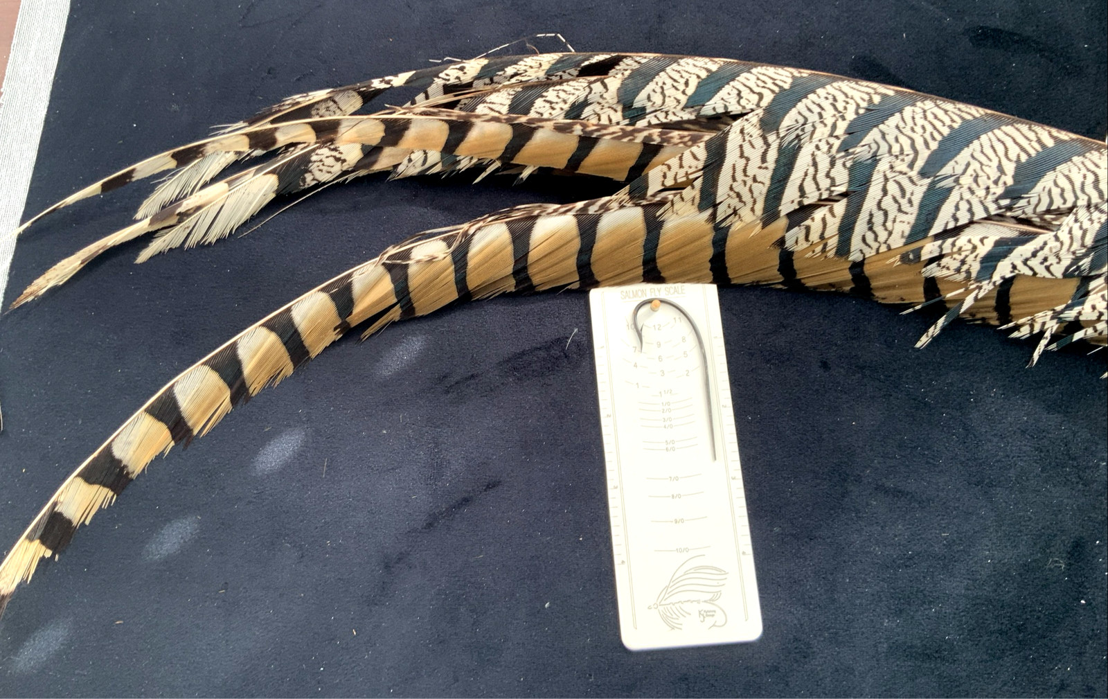 Lady Amherst's Pheasant feathers