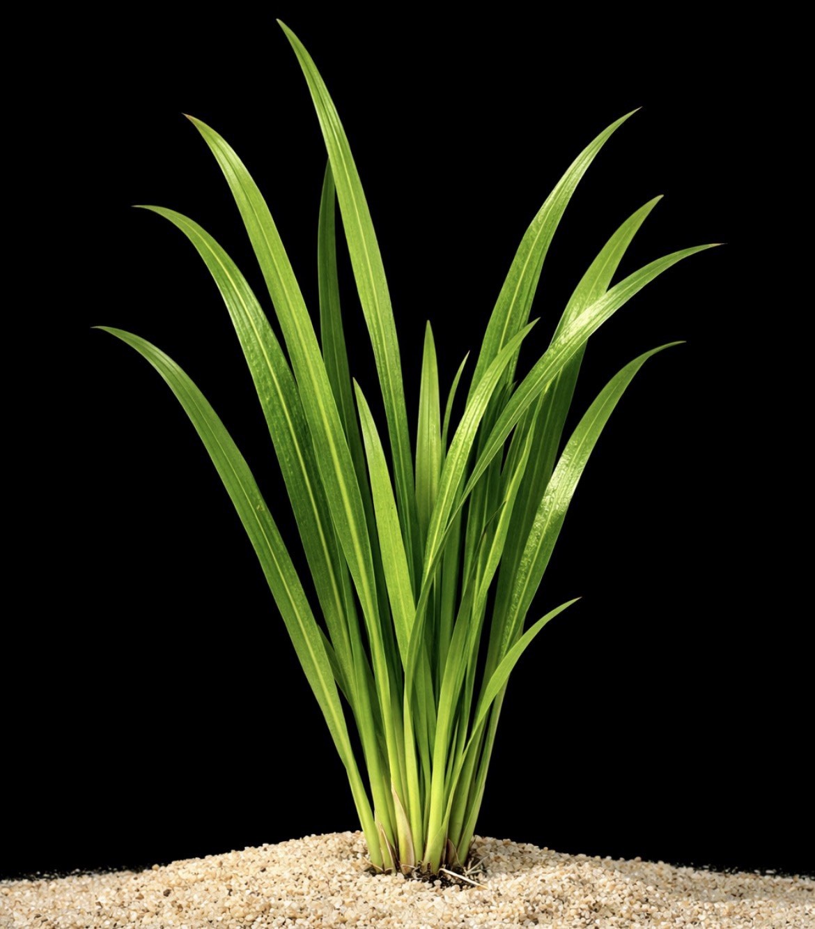12 Vallisneria Jungle Val Bunch (BUY2GET1FREE) - Live Beginner Aquarium Plants