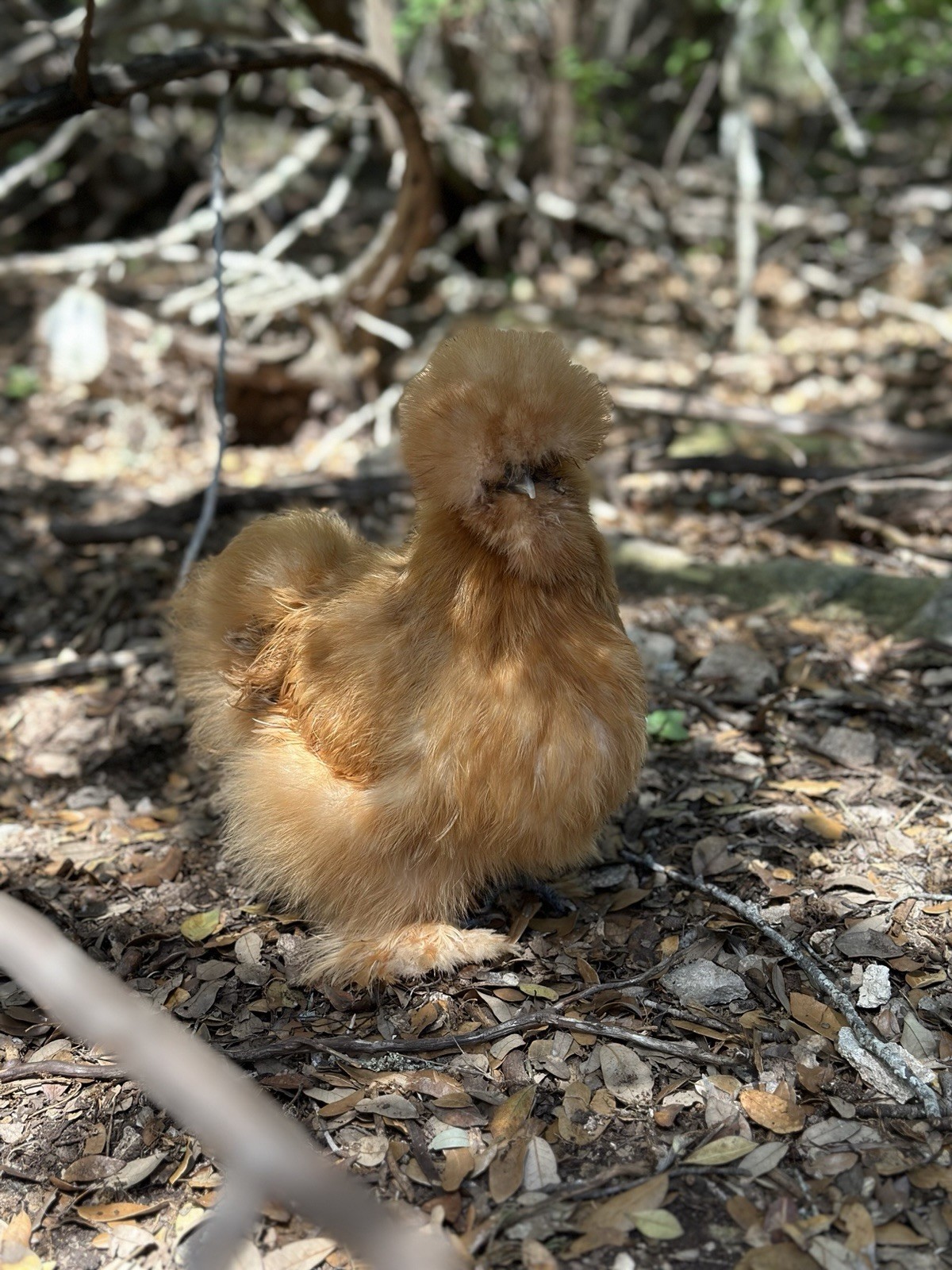 18-pack Fertile Silkie Hatching Eggs - Variety Pack