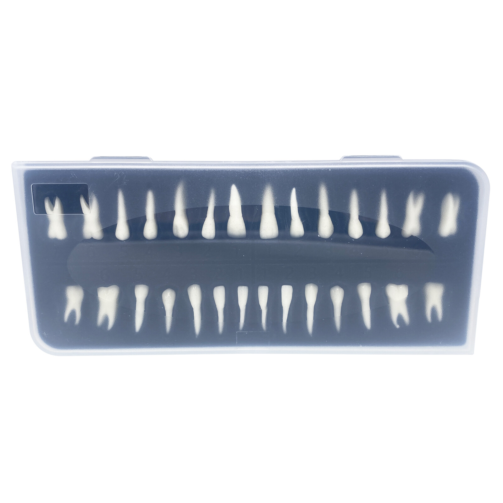 28* Resin Dental Permanent Teeth Model Discrete tooth model with root Simulation