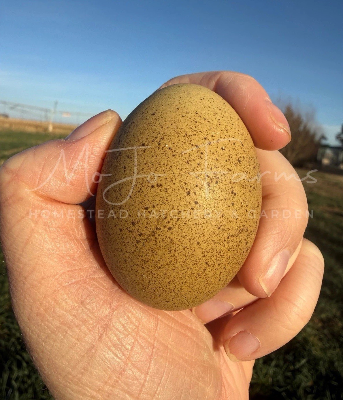 12+ BC1 BC2 Olive Egger Hatching Eggs NPIP Certified