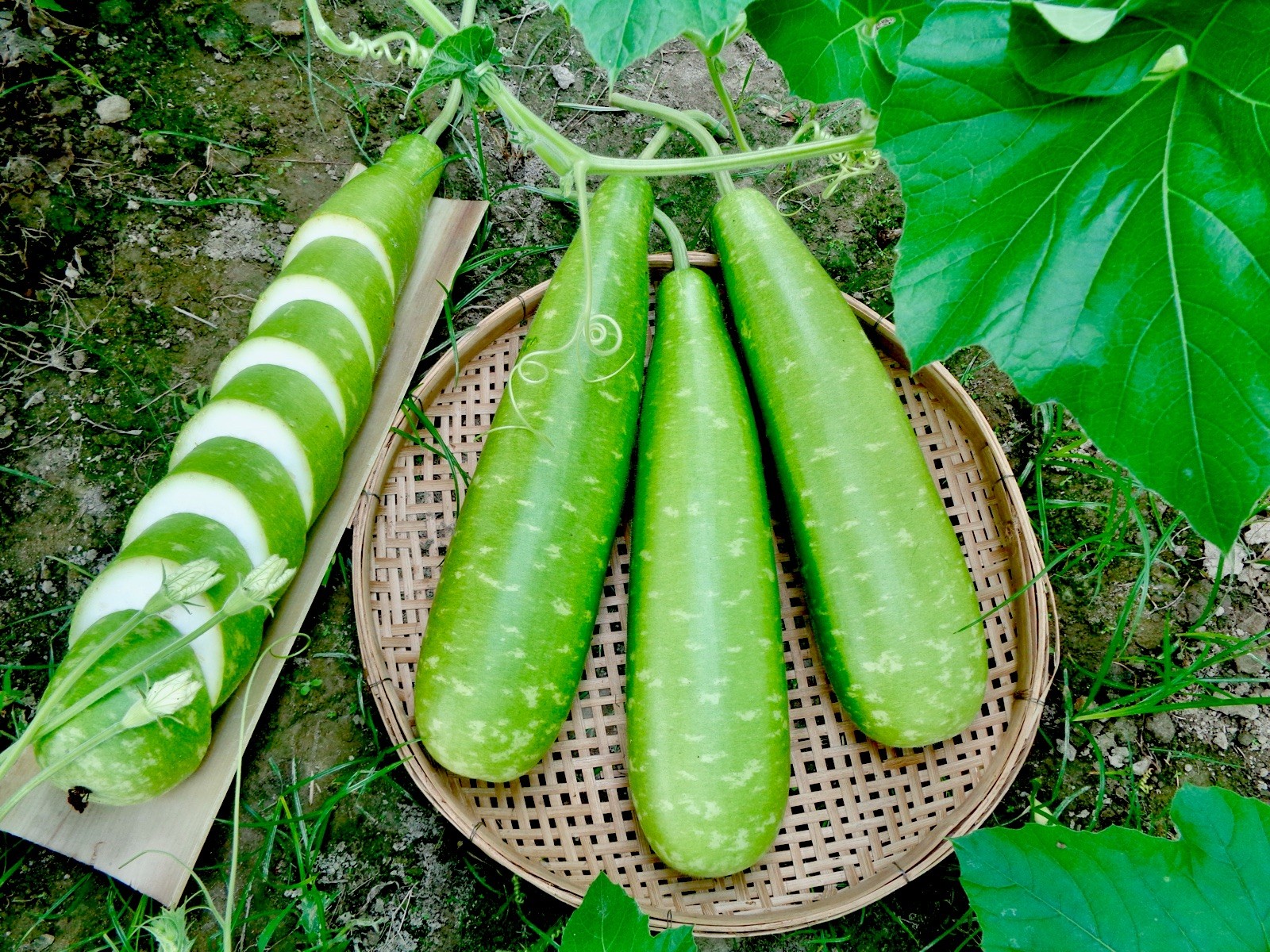 Big Bottle Gourd seeds || Nice Green Bangladeshi Lau Seeds || 10 Deshi Lau seeds