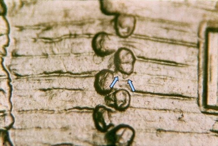 2009 P EC WDDR-090 Lincoln Cent Early Childhood Log Cabin Birthplace Doubled Die