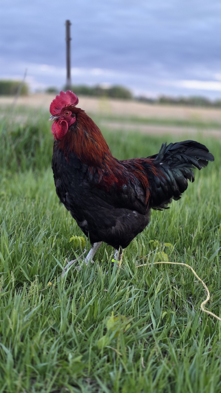 12+ Barnyard Mix Fresh Fertile Hatching Eggs FREE RANGE