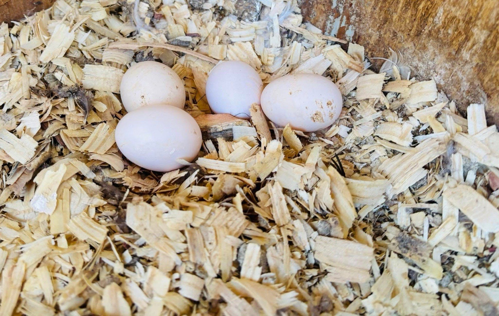 Show Quality Potential Silkie Hatching Eggs - Chicken