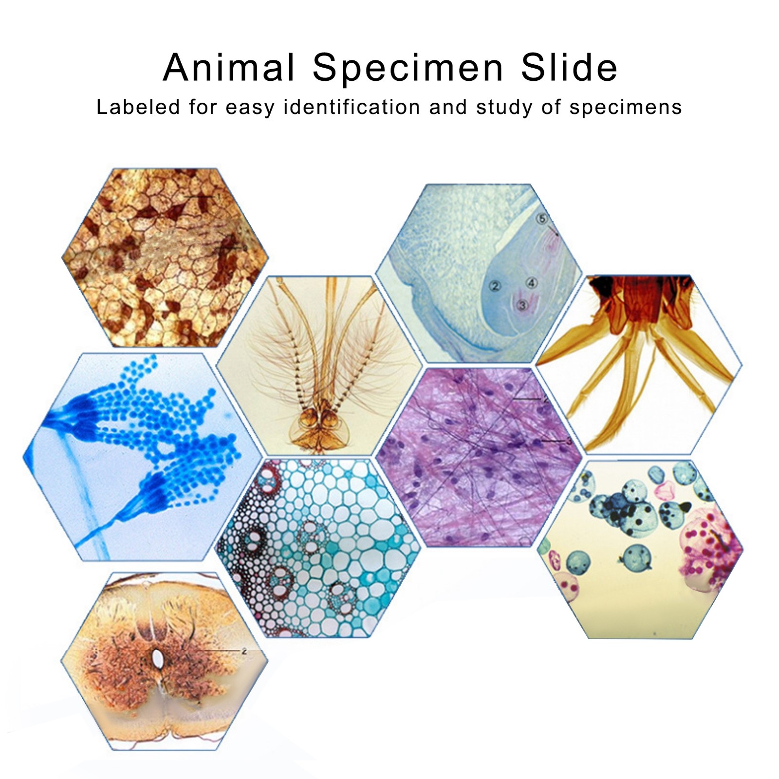 25Pcs Animal Slides Microscope Sample Slides For Science Education Popular