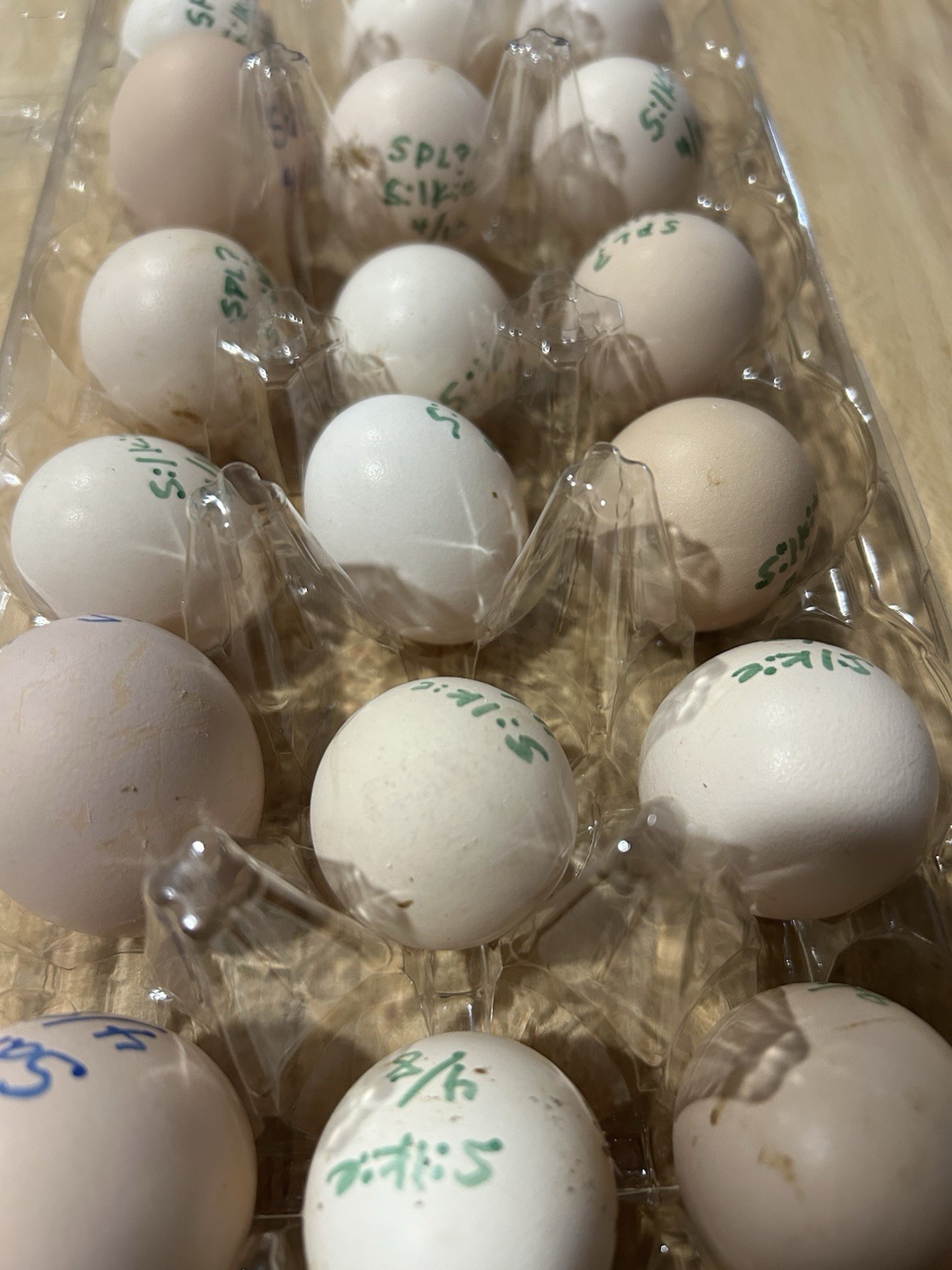 6+ Silkie Hatching Eggs - Fertile- NPIP