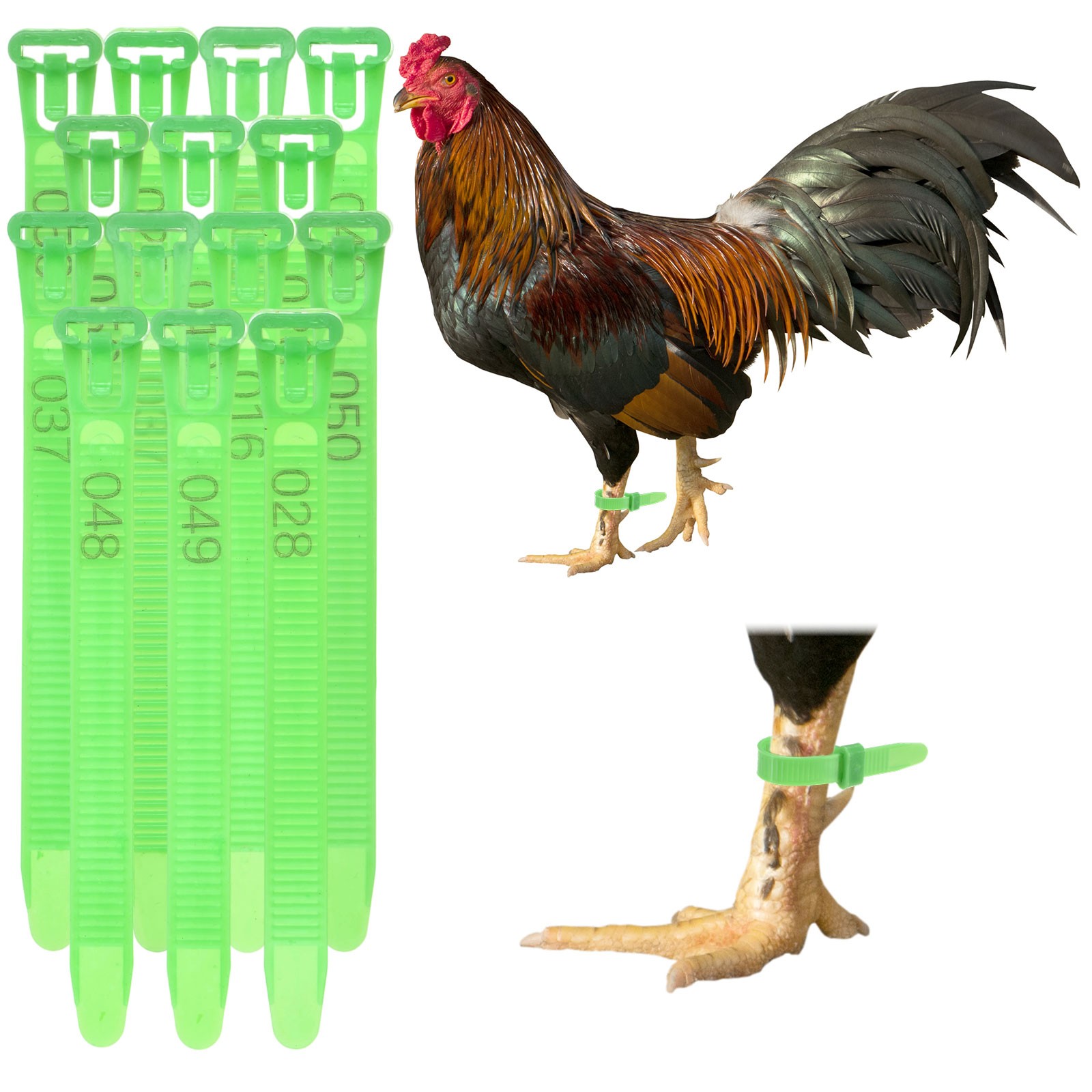100-Pack Adjustable Chickens Leg Bands, 10-28 mm Plastic Leg Rings [Green]