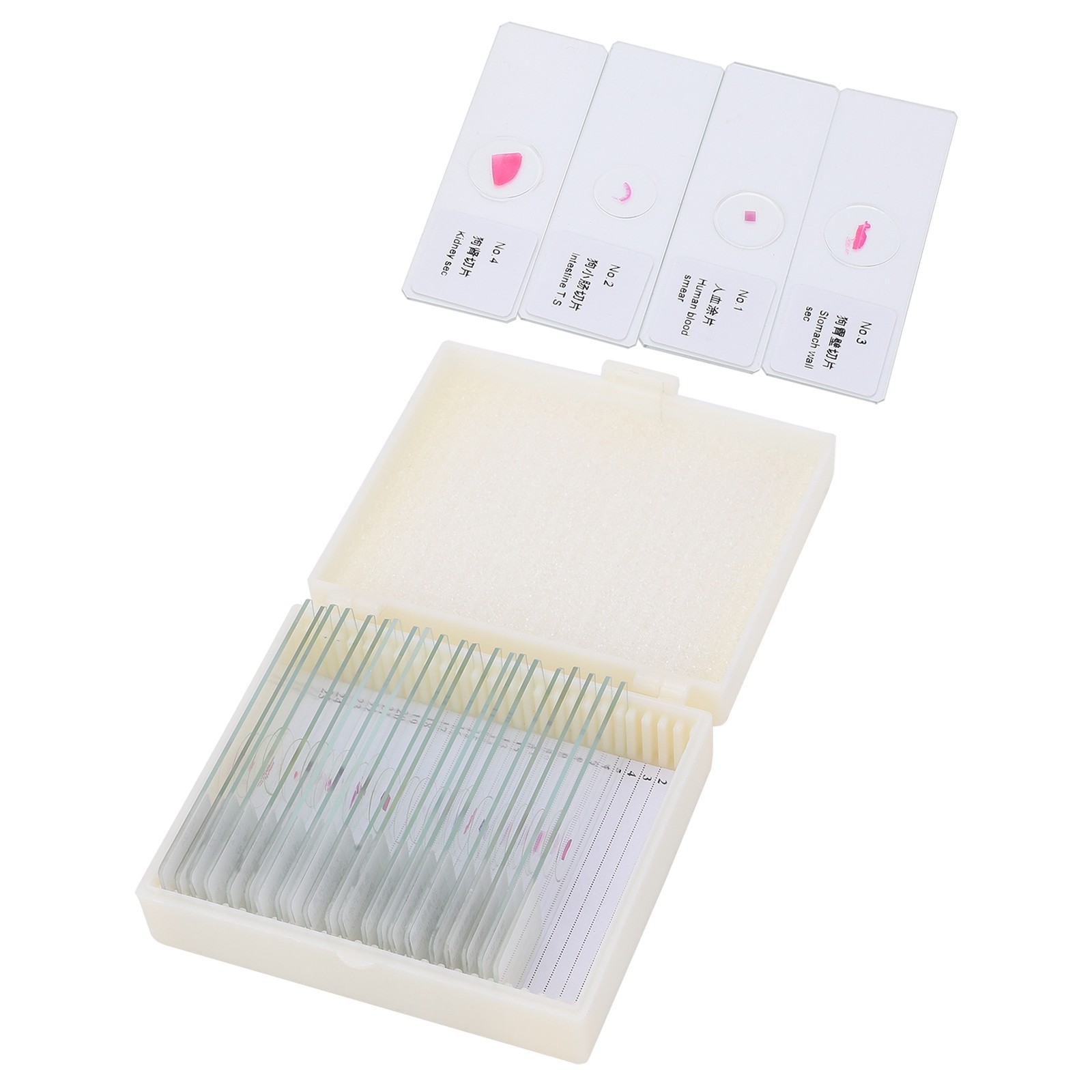 25Pcs Animal Slides Microscope Sample Slides For Science Education Popular