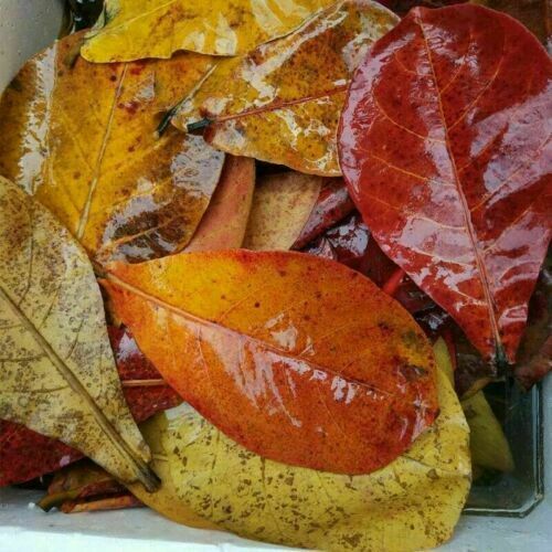 50 Ceylon Natural Dried TERMINALIA CATAPPA Organic Kottamba sri lankan product