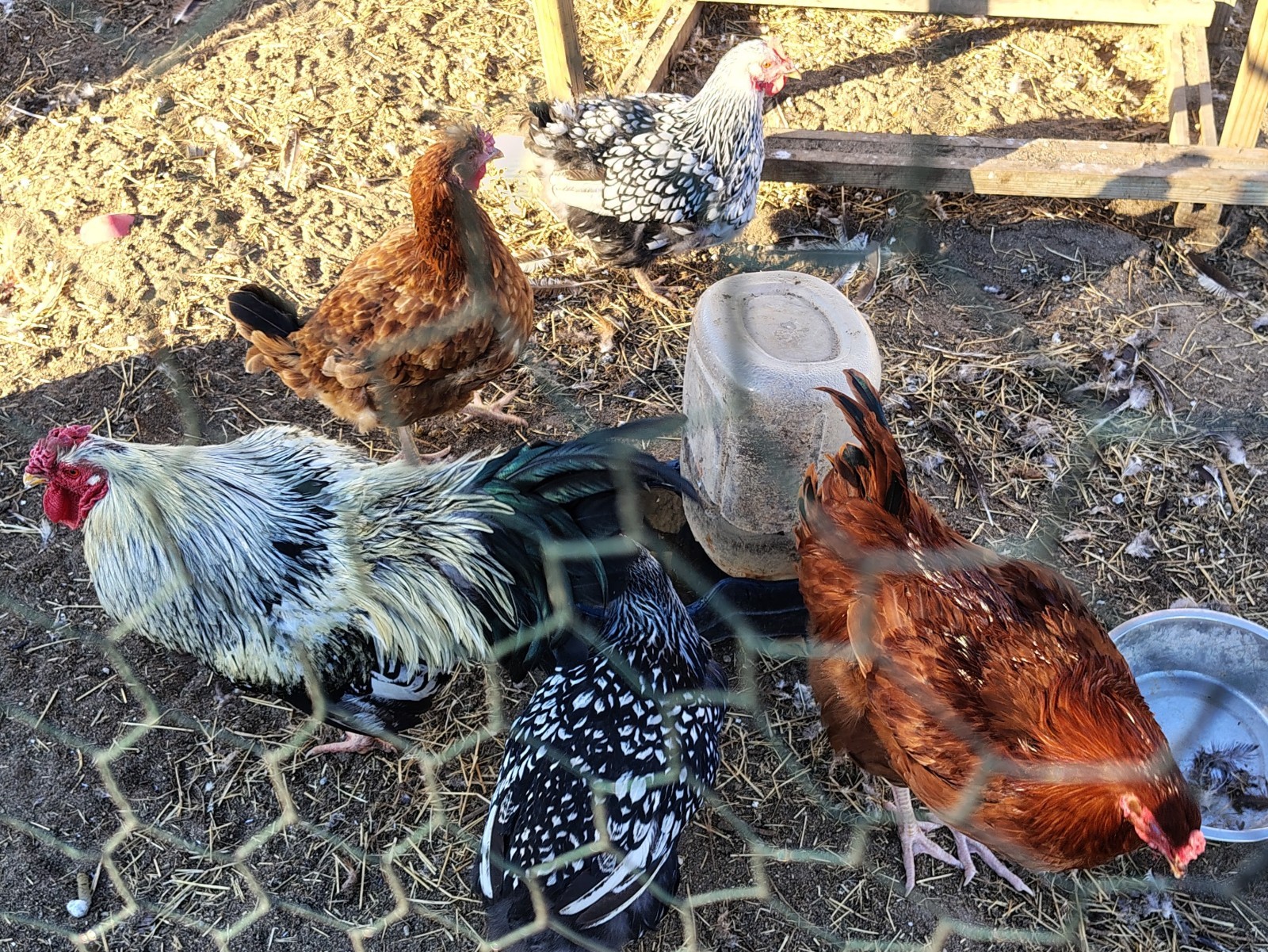 12+ Barnyard Mix Hatching Eggs 🥚