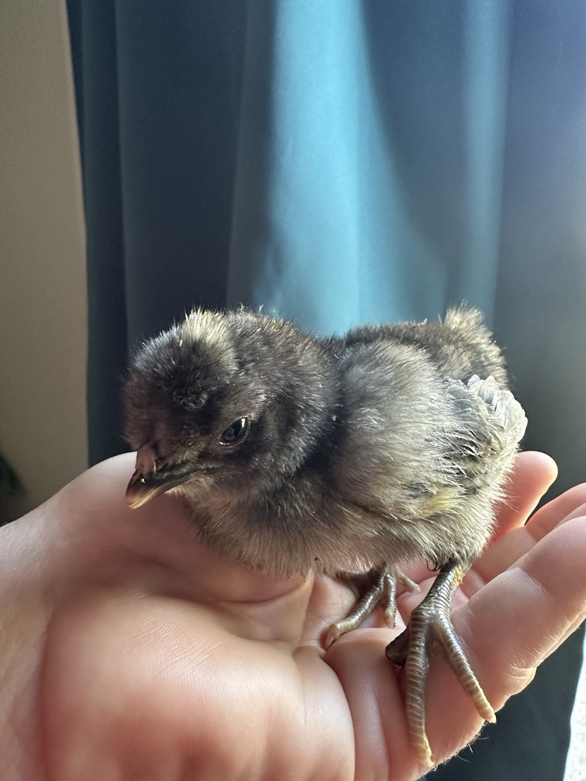 15+ Rare Sanjak Longcrower Chicken Hatching Eggs Large Breed 🎶 Unique Crow 🎶