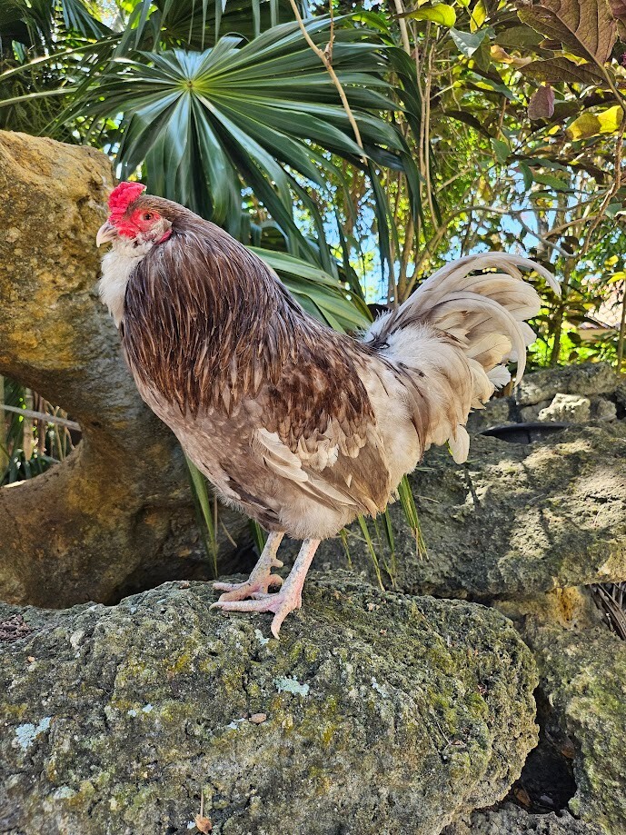 (6) Mauve and Chocolate Ameraucana Hatching Eggs - Possible Mottled Split!
