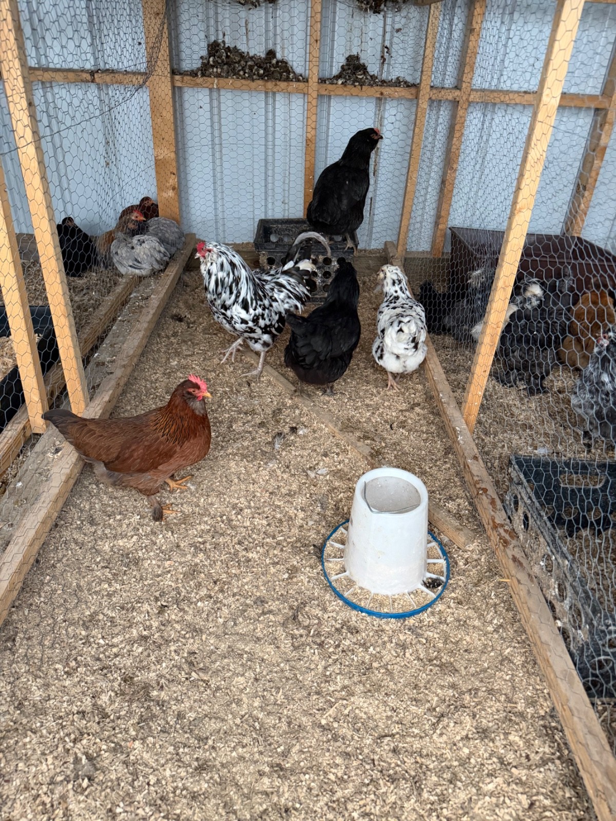 6 Ameriauna chicken hatching eggs