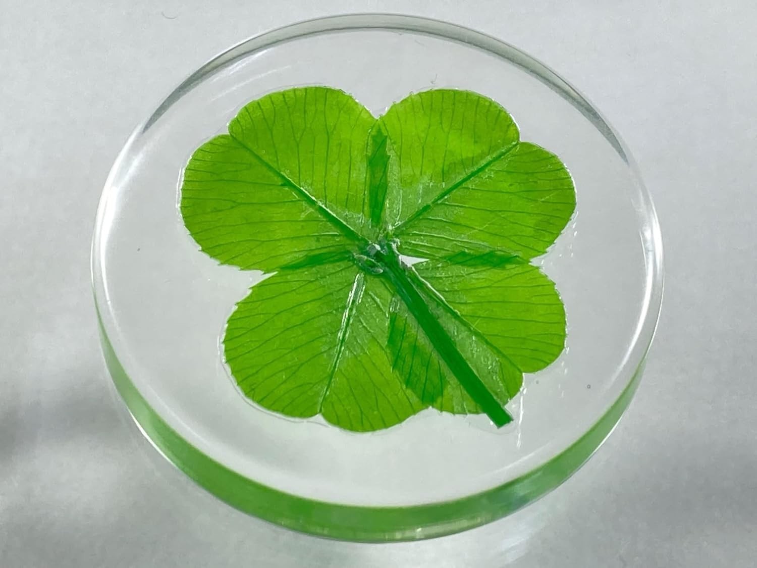 Real Four Leaf Clover Lucky Pocket Token Preserved Flowers Gift