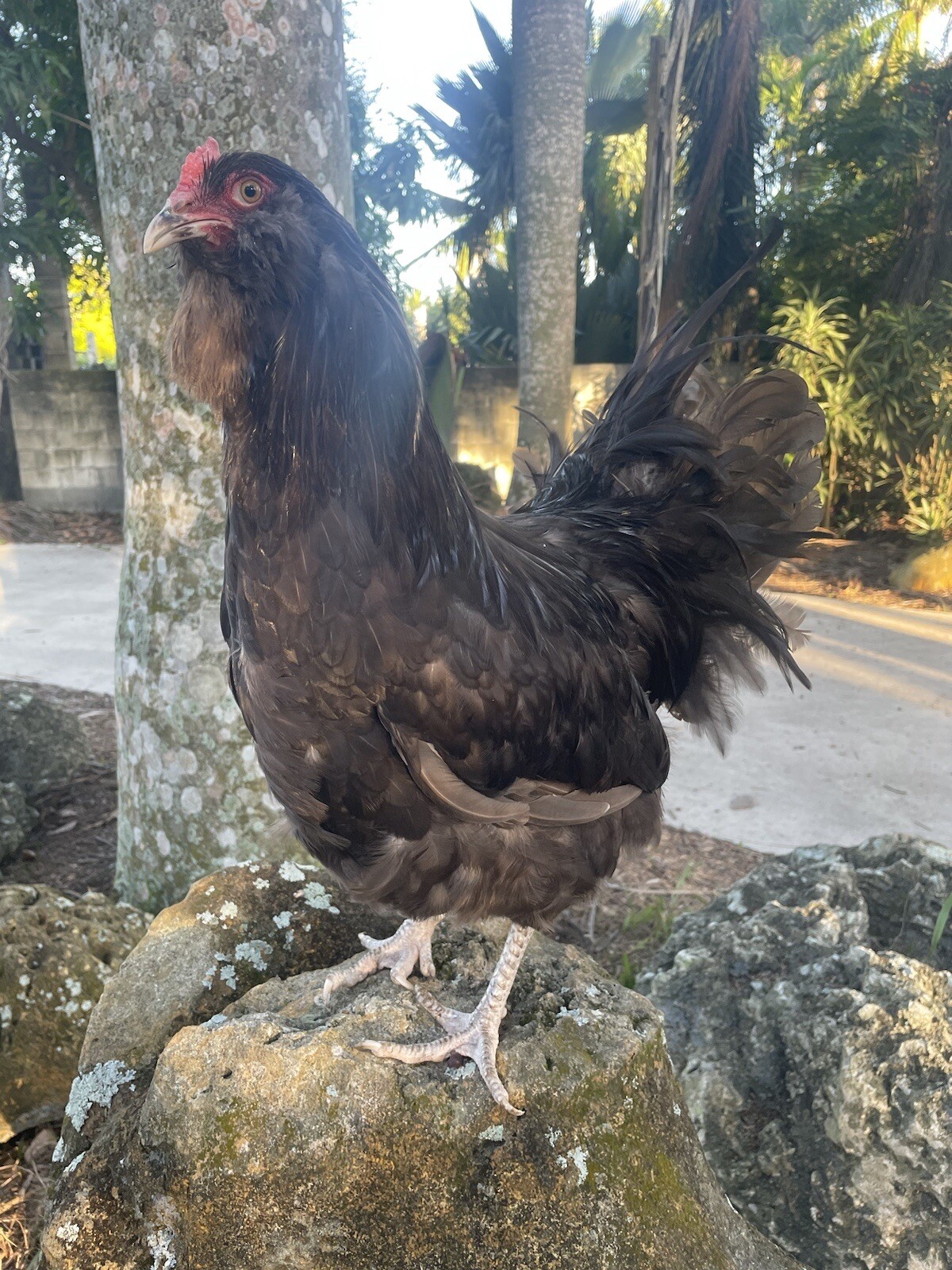 (6) Mauve and Chocolate Ameraucana Hatching Eggs - Possible Mottled Split!