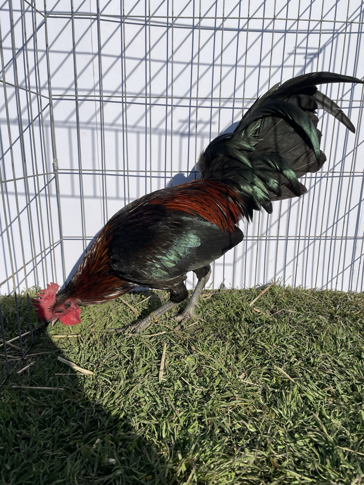 6+ Chicken Hatching Eggs