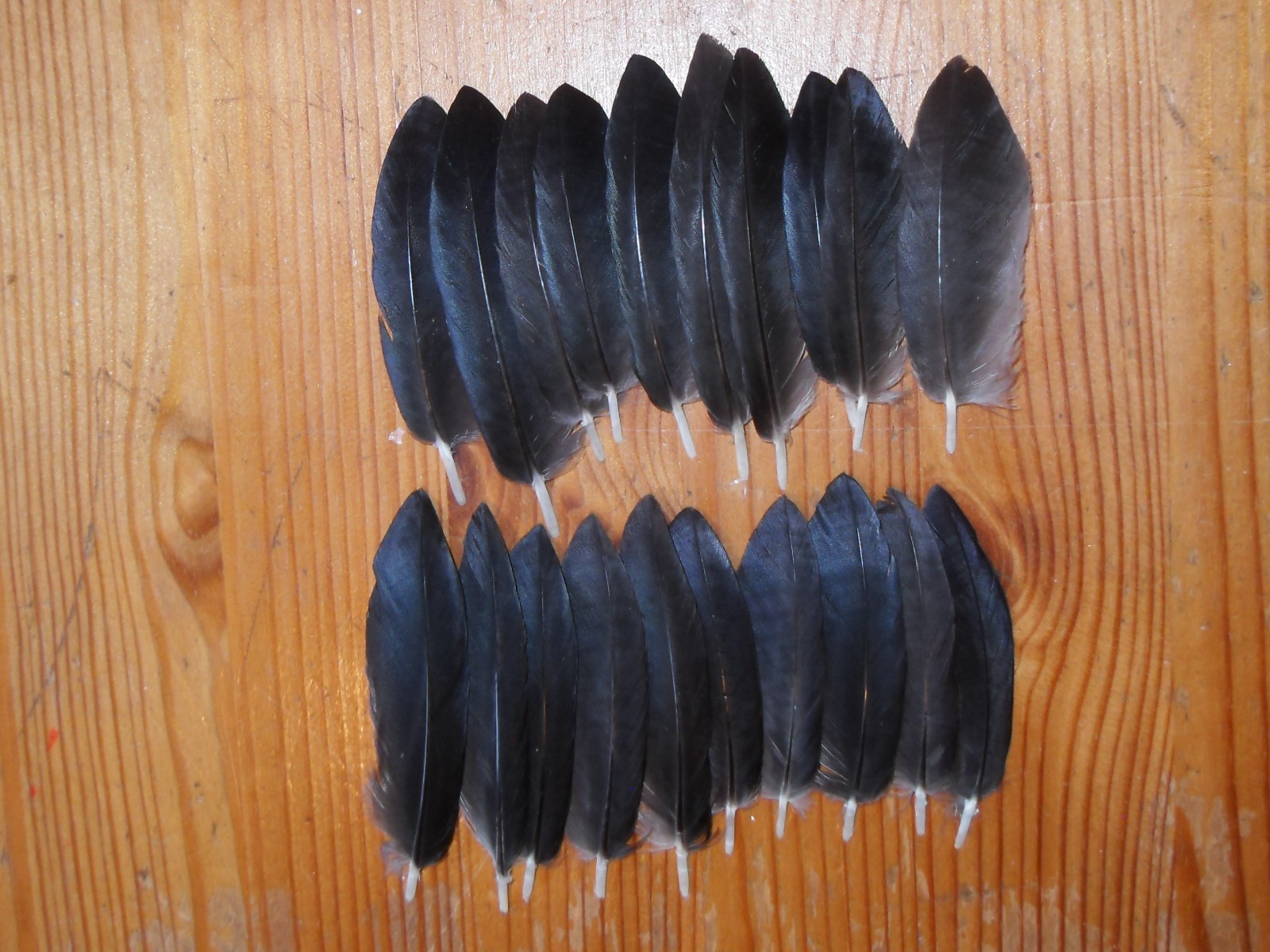20 CROW CURVED WING FEATHERS,FLY TYING 2"to 3" ,MILLINERY,ART & CRAFT,FLY TYING