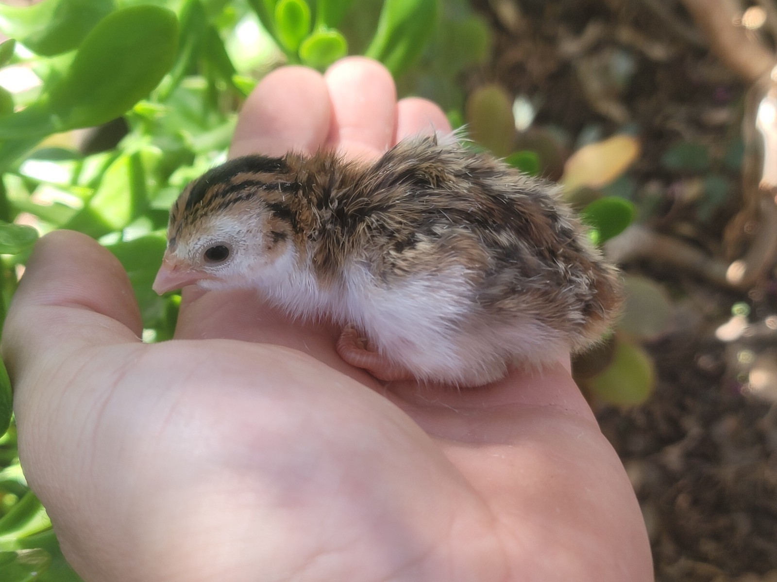 3 Fresh Fertile GUINEA FOWL Hatching Eggs