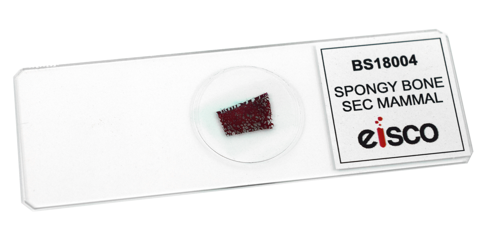 25pk Spongy Bone Section (Mammal), Prepared Microscope Slides, 75x25mm - Eisco