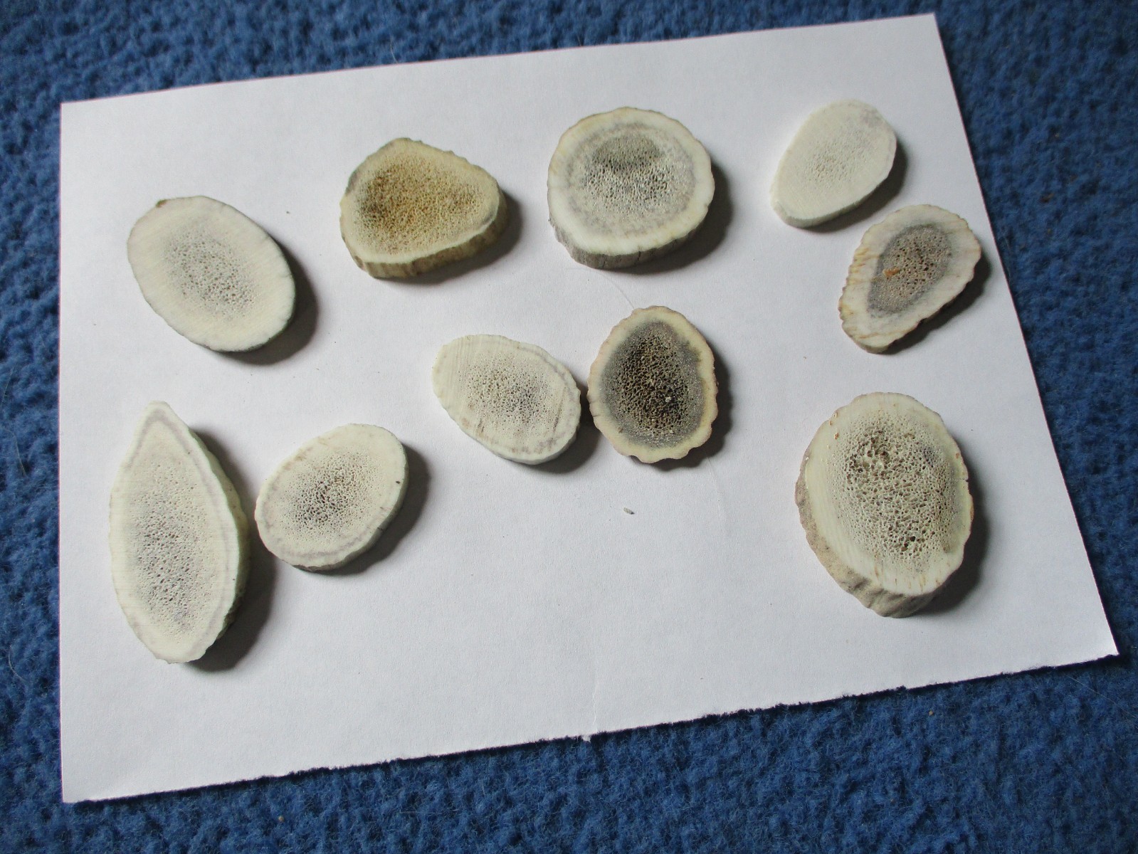 10 real elk antler buttons variety of sizes elk costume mountain man art