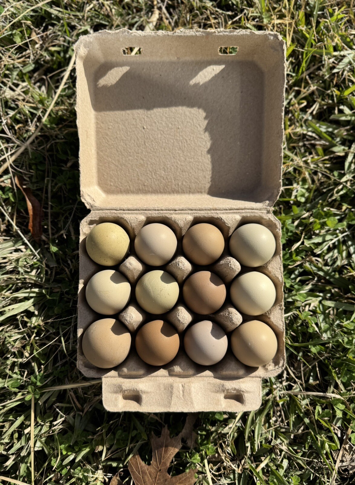 12+ Multigeneration Olive Egger Hatching Eggs Heavy Blooms/Speckles F1, BC1, BC2