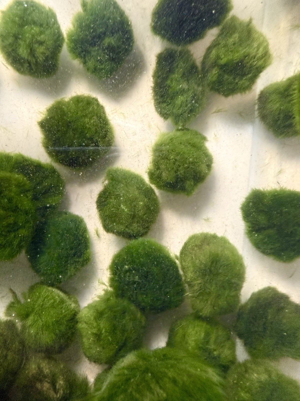 3 Marimo Moss Balls 1.25inch-1.75inch Live Plant Aquarium Tank USA SELLER FAST