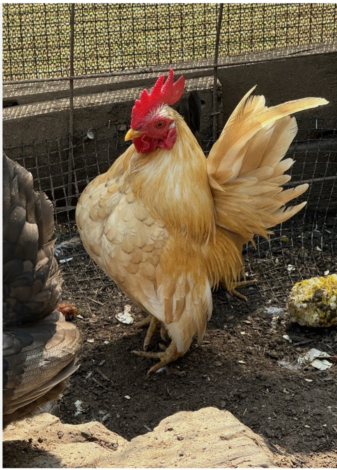 10 + small Serama Chicken Hatching Eggs