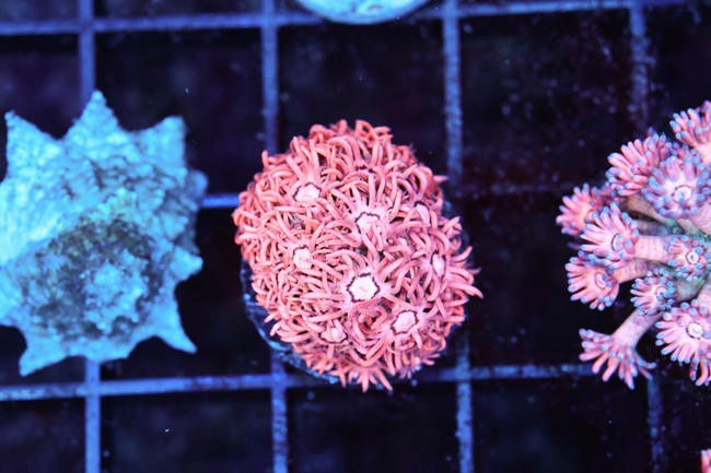 Bubblegum Goniopora WYSIWYG - SAQ Coral Farm