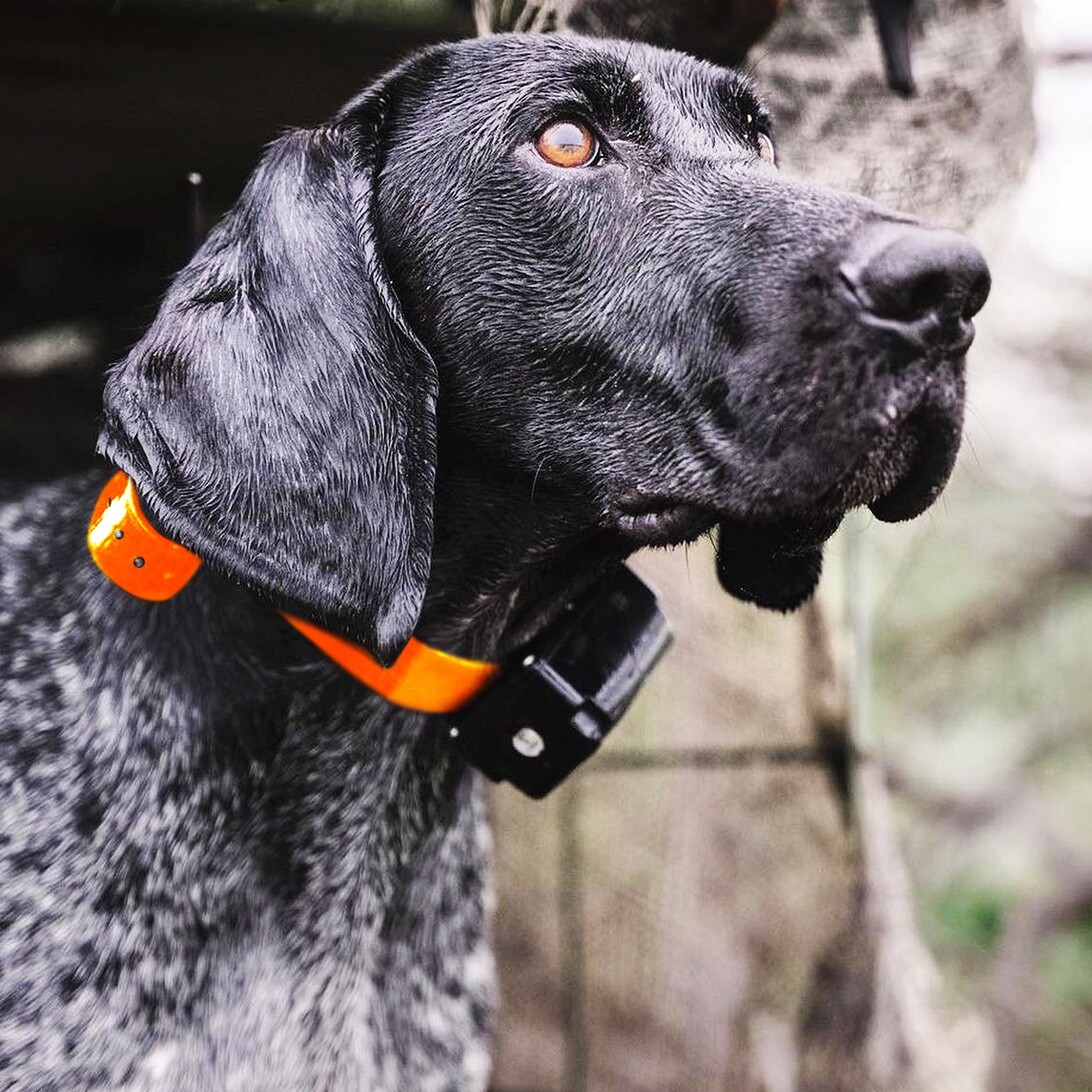DT Systems RAPT 1400 Orange Add-On Collar Dog Receiver MAXX-Range 360°