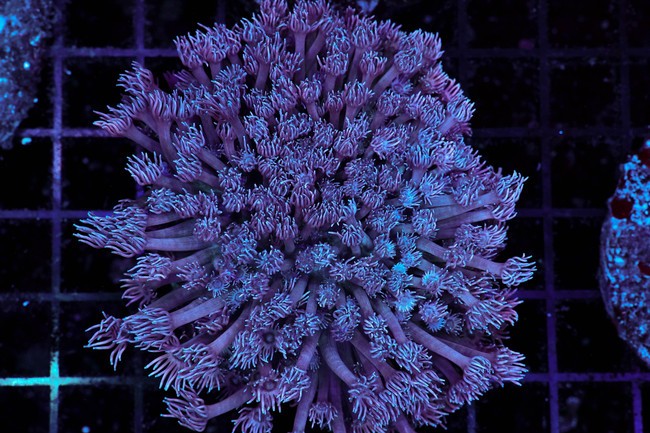 Blue Goniopora Colony WYSIWYG - SAQ Coral Farm