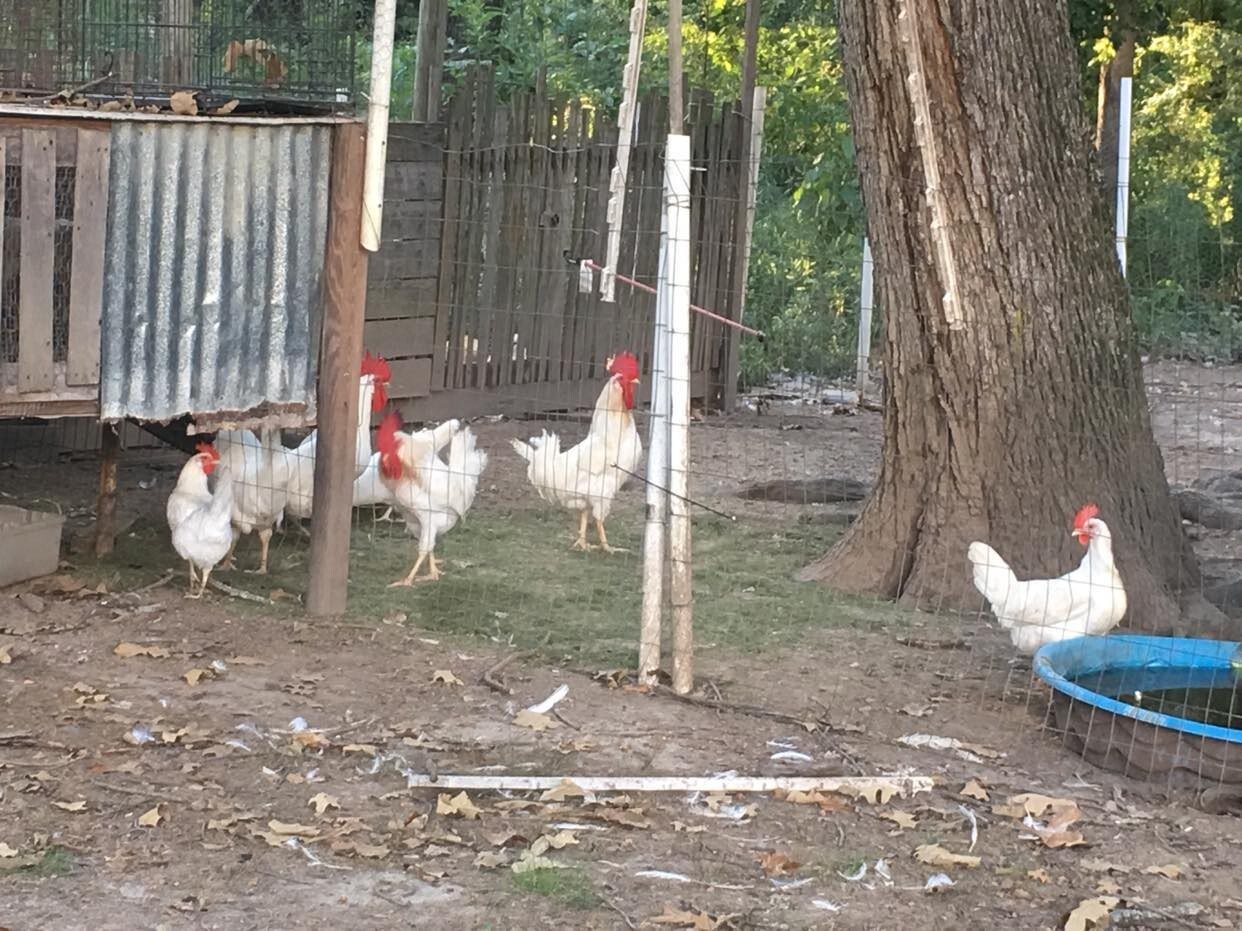 10ct Leghorn Hatching Eggs