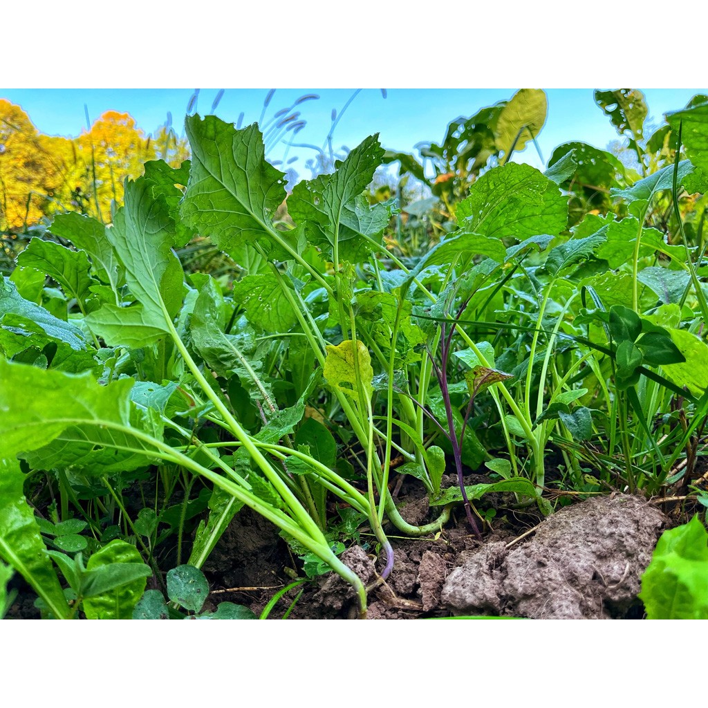 Domain Wingman Seed 1/4 Acre