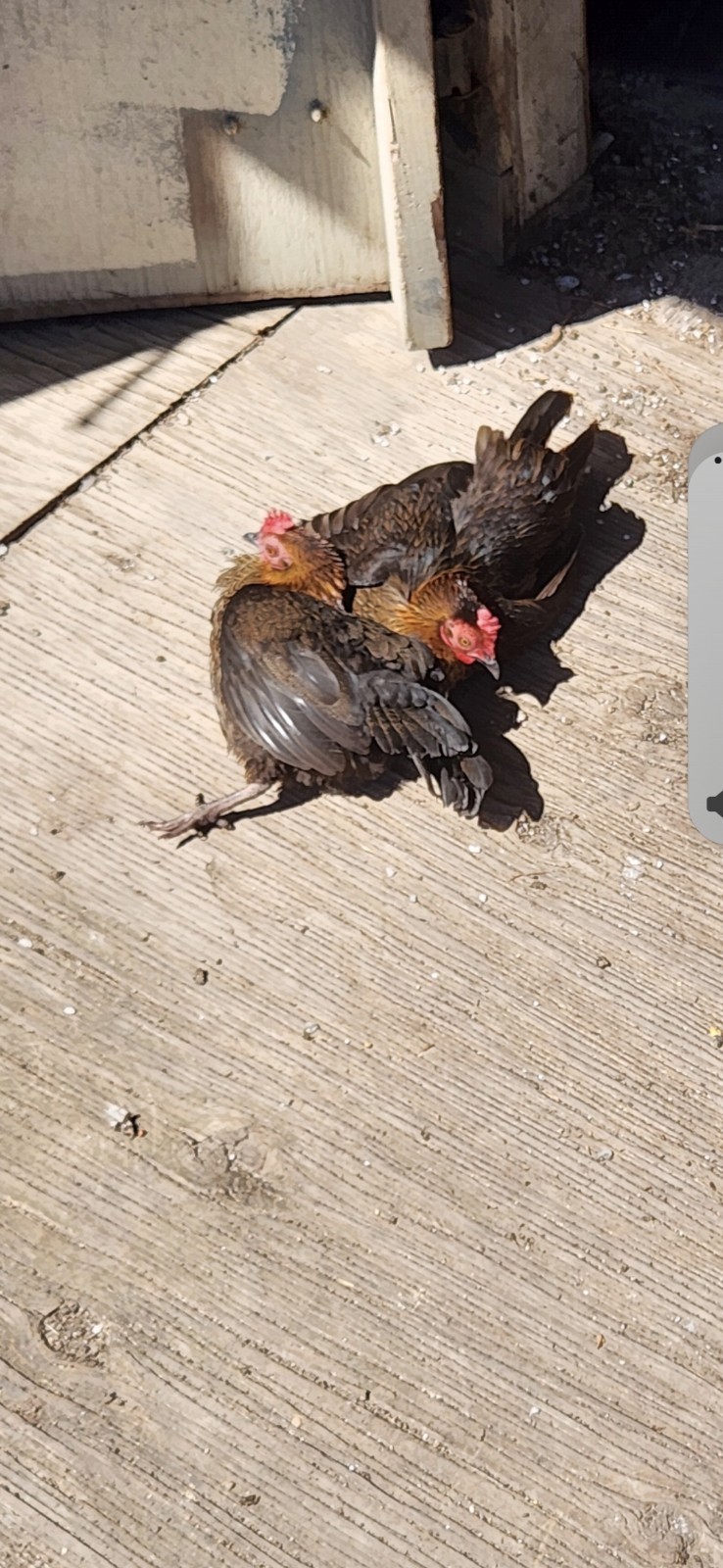 Fertile Bantam Mystery Hatch 18 eggs