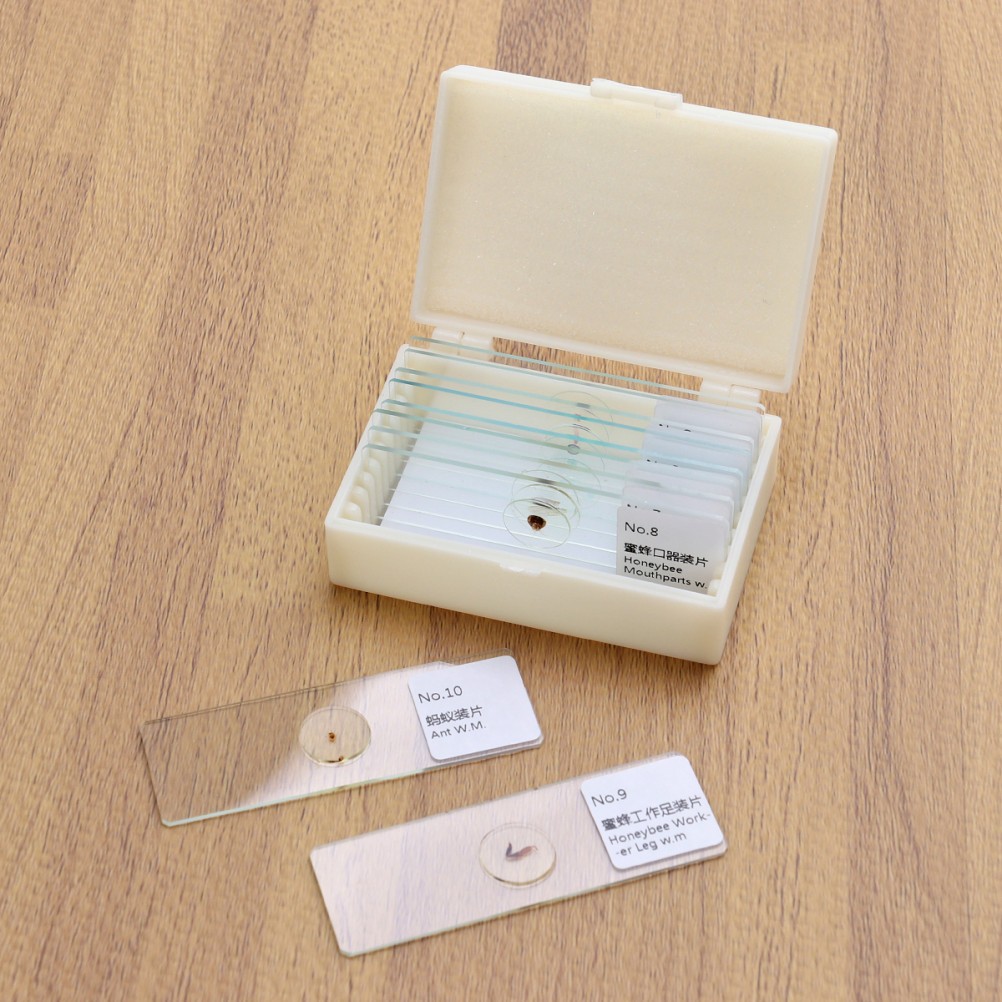 10 PCS/Set Insect Observation Tool Prepared Microscope Sample Slides Kit