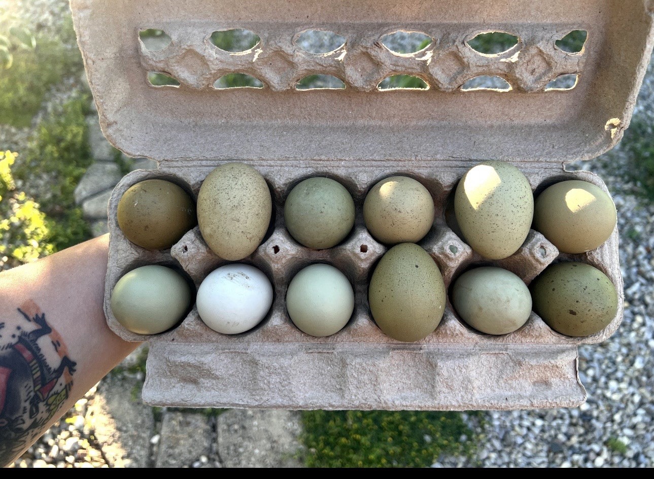 Olive Egger Hatching Eggs