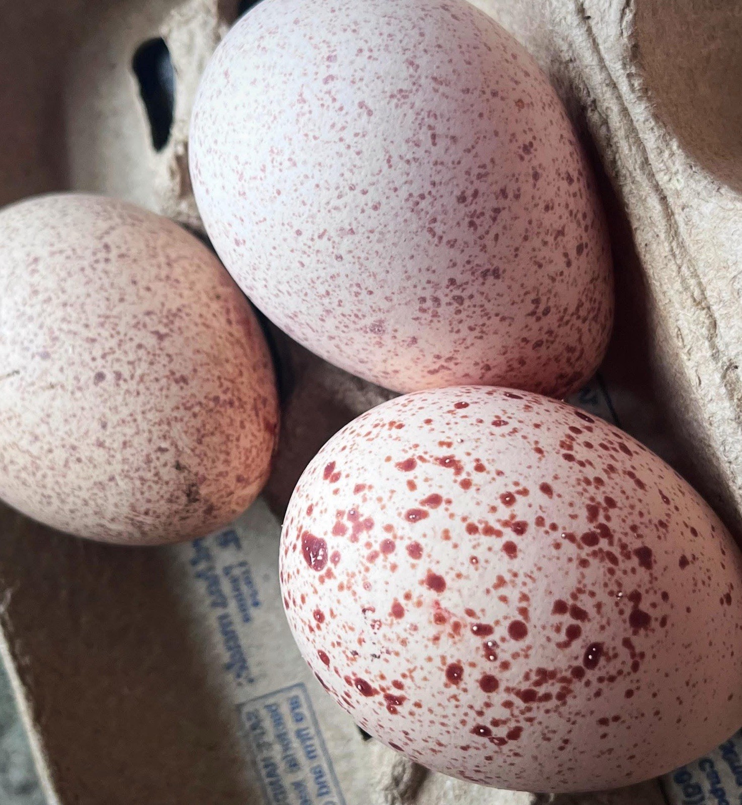 1doz.++ Assorted Species Fertile Hatching Eggs Turkey/chicken/duck