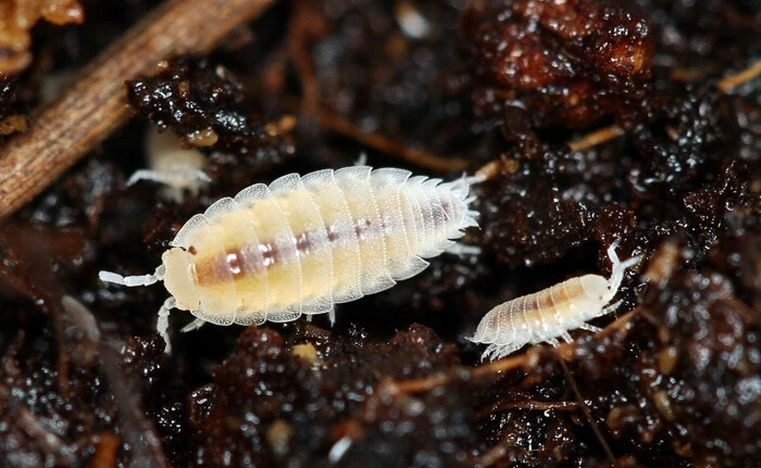 40-50 Dwarf White Isopods (Trichorhina tomentosa) Bioactive Starter Colony