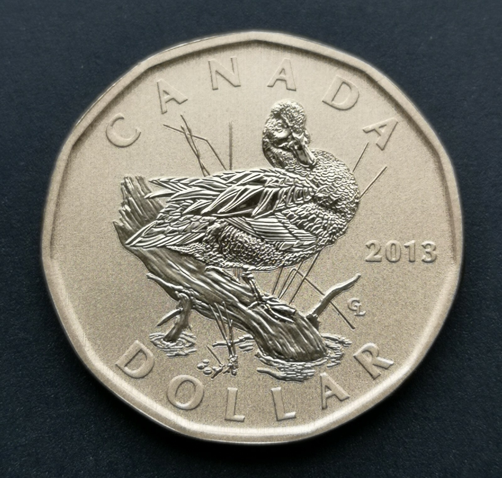 ***  CANADA   LOONIE  2013  ***  BLUE - WINGED  TEAL  ***  SPECIMEN  ***