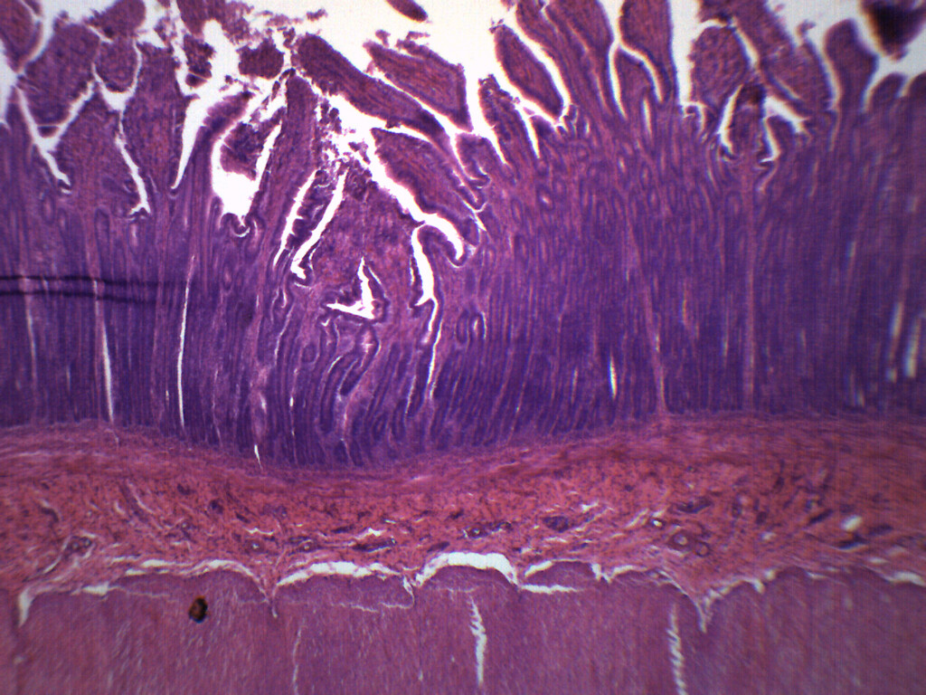 Duodenum - Prepared Microscope Slide - 75x25mm - Eisco Labs