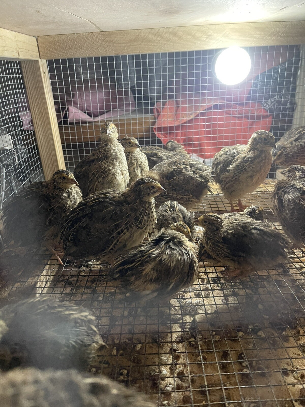60+ Fertile Large Jumbo Pharaoh (Brown) Coturnix Quail Hatching Eggs