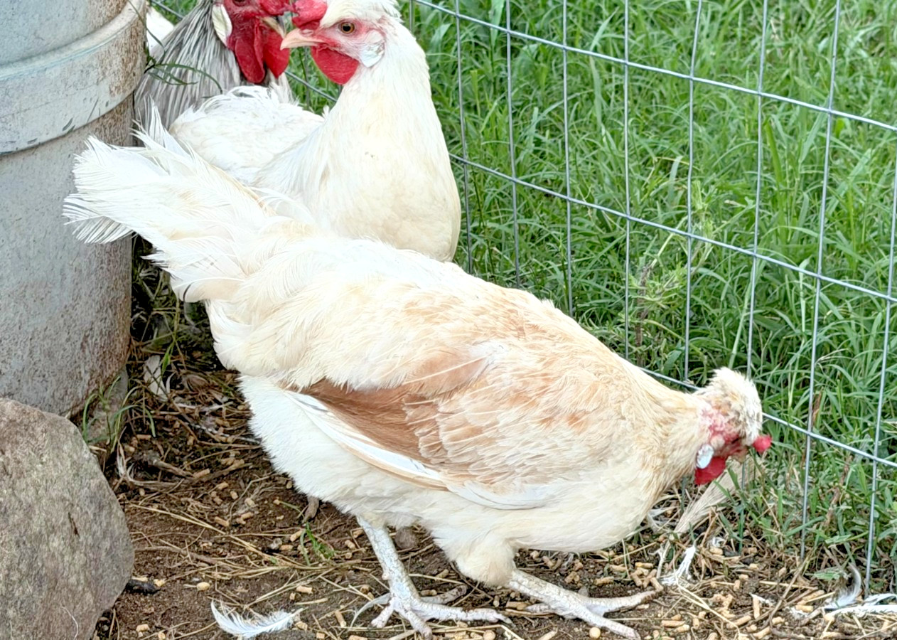 5+ Icelandic Hatching Fertile Hatching Eggs!