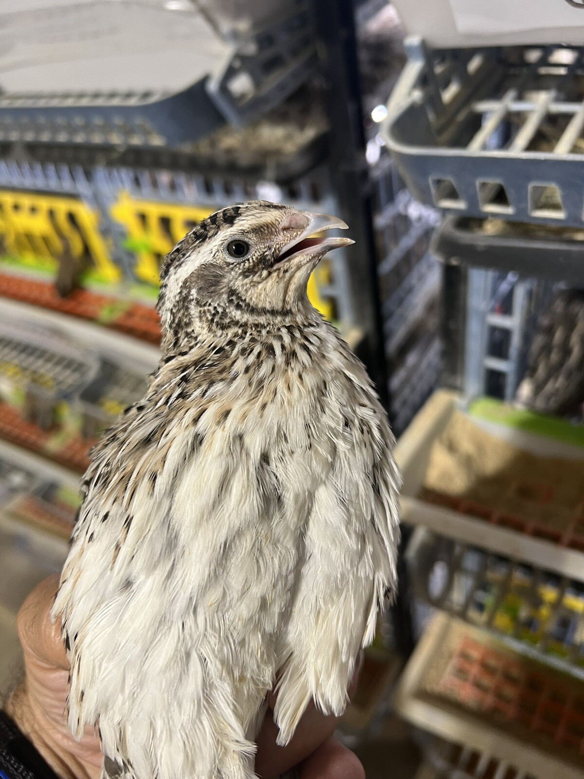 132 Jumbo Quail Hatching Eggs Rare Mix 11 Dozen