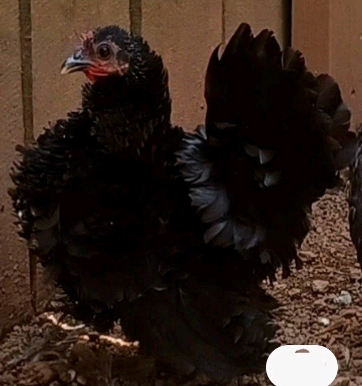 4+AI NPIP Clean Serama Hatching Eggs, Micro, A & B Types / Malay/Trad