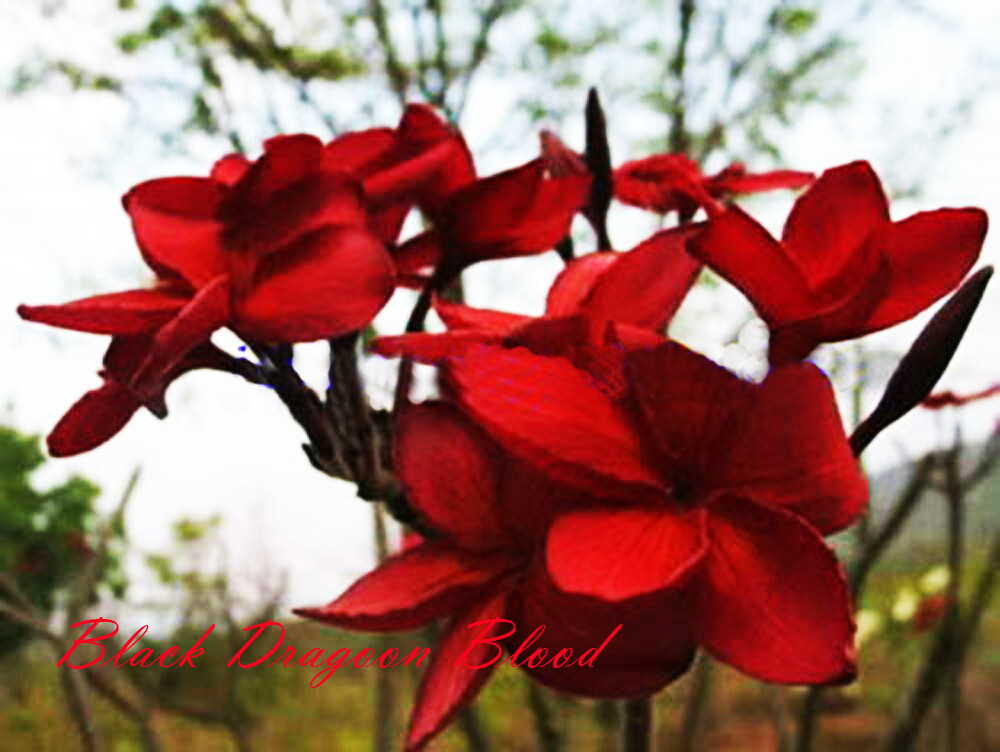 Plumeria rubra Frangipani Flowers  "Black dragoon blood" fresh 100 Seeds Rare!!
