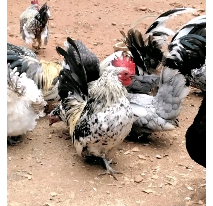 4+AI NPIP Clean Serama Hatching Eggs, Micro, A & B Types / Malay/Trad