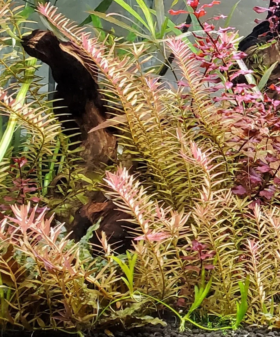 Rotala Blood Red - 5 Rooted Stems