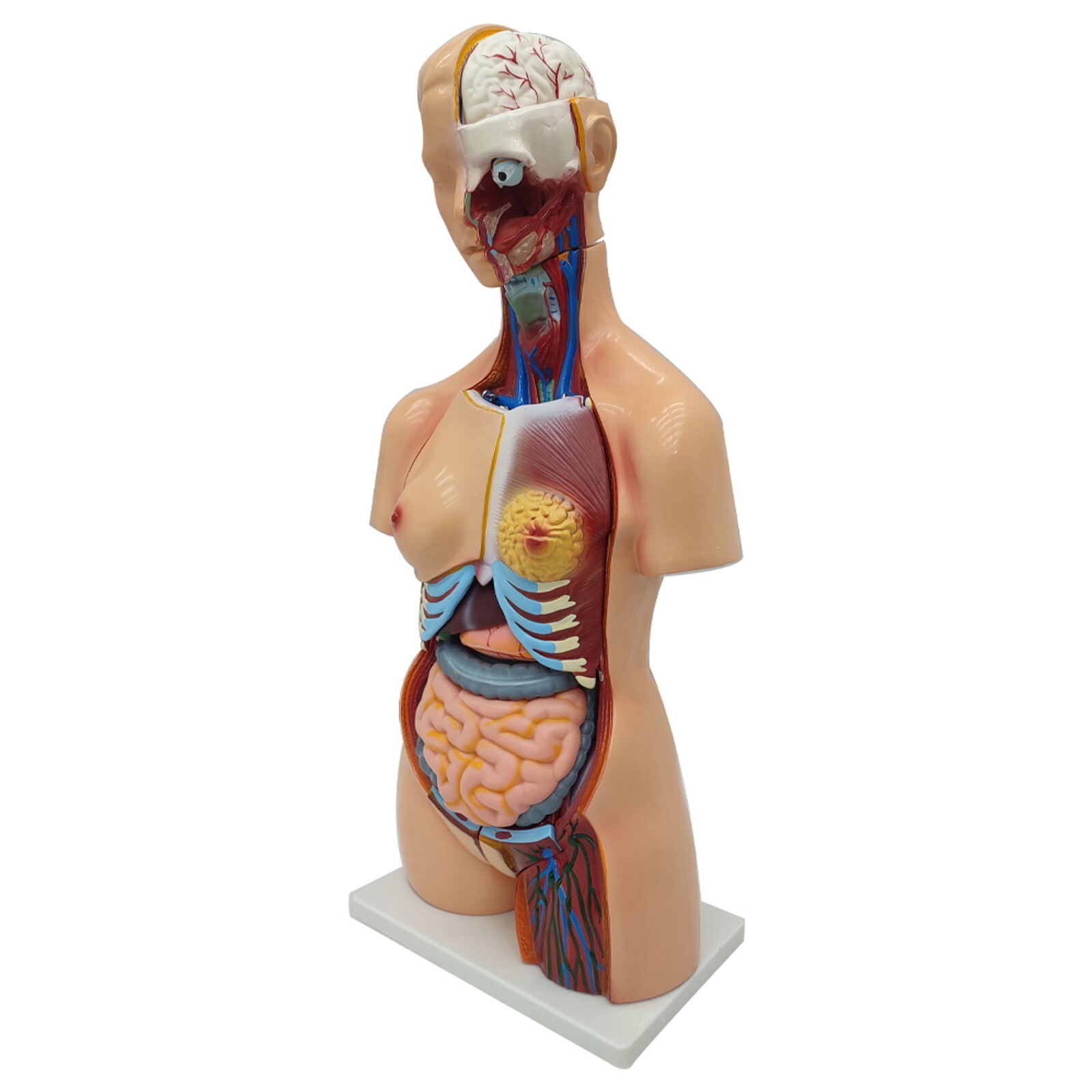 Human Torso Model Replaceable Detachable Female/Male Medical Teaching Model